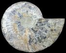 Cut Ammonite Fossil (Half) - Agatized #60292-1